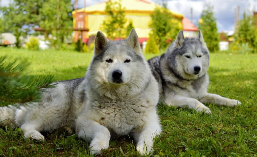 В гости к Хаски